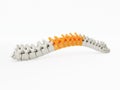 3d printed spine Royalty Free Stock Photo