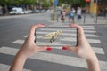 3d projection of dinosaurs on the street with smart phone and augmented reality technology concept Royalty Free Stock Photo