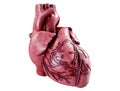 3d realistic Anatomy of Human Heart isolated on white, 3d render