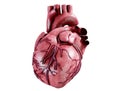 3d realistic Anatomy of Human Heart isolated on white, 3d render