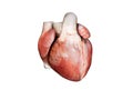 3d realistic Anatomy of Human Heart isolated on white, 3d render