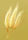 3d realistic barley ear close-up views Royalty Free Stock Photo