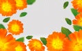 3d realistic calendula on transparent background. Flower marigold close up. Falling calendula flower from different Royalty Free Stock Photo