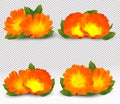 3d realistic calendula on transparent background. Fragrant flower marigold close up. Medicine calendula. Vector Royalty Free Stock Photo