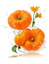 3D Realistic close-up of a pumpkin and some orange flowers in water splash, capturing the beauty of nature in the fall. Royalty Free Stock Photo