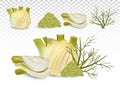 3D realistic fennel with green leaf and seeds. White fennel with green stems. Spices for your menu isolated on