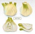 3D realistic fennel with green leaf. White fennel with green stems. Aromatic spices isolated on transparent background