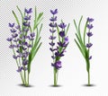 3D realistic flowers lavender with green leaf. Collection bouquet lavender. Fragrant lavender on transparent background