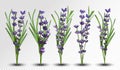 3D realistic fragrant bunch lavender. Bunch beautiful lavender on transparent background. Tender violet lavender. Big