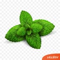 3d realistic isolated vector sprout of fresh mint leaves with drops of dew