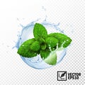 3d realistic isolated vector sprout of fresh mint leaves in a splash of water with drops Royalty Free Stock Photo