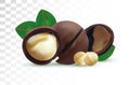 3D realistic macadamia nut isolated on transparent background. Shelled Macadamia nuts with green leaf. Vector