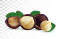 3D realistic macadamia nut isolated on transparent background. Shelled Macadamia nuts with green leaf. Vector