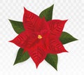 3d realistic Poinsettia isolated on transparent background.Red Christmas Star. Vector icon. Poinsettia flower with green Royalty Free Stock Photo