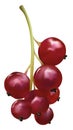 3d realistic red currant berry on white background. Fresh berry close up. Beautiful red currant berry. Vector