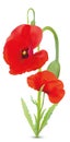 3D realistic red poppies flowers. Beautiful beackground. Red poppies close up. Nature. Summer flower. Vector
