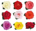 3D realistic roses isolated on white background. Set rose white, orange-yellow, pink, red, beige, orange, purple, yellow Royalty Free Stock Photo