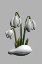 3d Realistic Snowdrop Flower. Galanthus Royalty Free Stock Photo