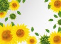 3D realistic sunflower with green leaf. Yellow sunflower in motion. Beautiful sunflower background. Falling sunflower