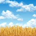 3D realistic vector gold wheat field and blue sky with clowds Royalty Free Stock Photo