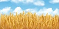 3D realistic vector gold wheat field and blue sky with clowds Royalty Free Stock Photo