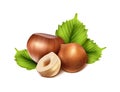 Realistic vector icon. Hazelnut peeled, chopped in half and green hazel leaves. Isolated on white background