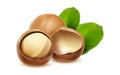 3d realistic vector icon. Macadamia nuts for brand labels with shell and leves.