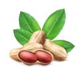 realistic vector icon. Peanuts in the shell and unshelled with leaves. Composition for brand, advertisement and labels.