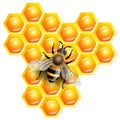 3d realistic vector illustration. Honey Background with Bee Working on a pieces of honeycomb Royalty Free Stock Photo