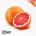 3d realistic vector whole and cut half of grapefruit, editable handmade mesh