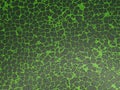 Abstract green leather texture background Royalty Free Stock Photo