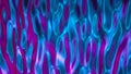 3d render, abstract wavy liquid background, ultraviolet holographic foil, petrol surface, pink blue iridescent texture, ripples. Royalty Free Stock Photo