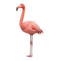 3d render of american flamingo