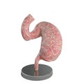 3D render of an anatomical liver model isolated on a white background