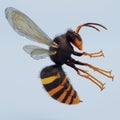 3D Render of Asian Hornet