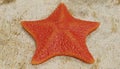 3D Render of Bat Starfish