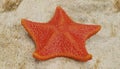 3D Render of Bat Starfish