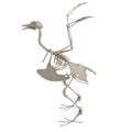 3d render of bird skeleton