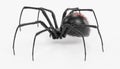 3D Render of Black Widow Spider Royalty Free Stock Photo