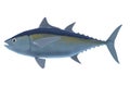 3d render of blackfin tuna Royalty Free Stock Photo