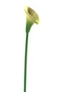 3d render of cala lilly