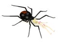 Cartoon girl with black widow spider Royalty Free Stock Photo