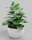 3D Render of Coffe Plant in Pot Royalty Free Stock Photo