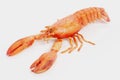 3D Render of Cooked Lobster