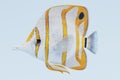 3d Render of Copperband Butterflyfish