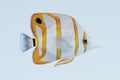 3d Render of Copperband Butterflyfish