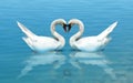 Swan Couple Forms a Heart