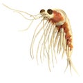 3d render of crustacean - krill