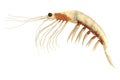 3d render of crustacean - krill