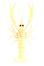 3d render of crustacean - scampi